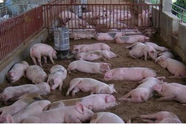 2015養(yǎng)豬賺錢嗎？2015養(yǎng)豬前景及市場價(jià)格分析