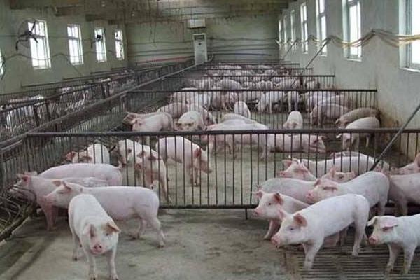 2015養(yǎng)豬賺錢嗎？2015養(yǎng)豬前景及市場價(jià)格分析