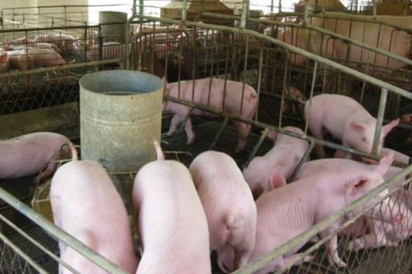 2015養(yǎng)豬賺錢嗎？2015養(yǎng)豬前景及市場價(jià)格分析