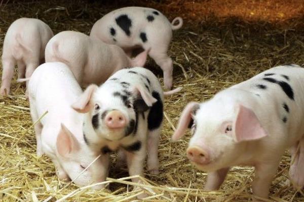 2015養(yǎng)豬賺錢嗎？2015養(yǎng)豬前景及市場價(jià)格分析