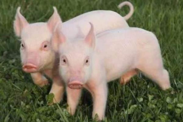 2015養(yǎng)豬賺錢嗎？2015養(yǎng)豬前景及市場價(jià)格分析