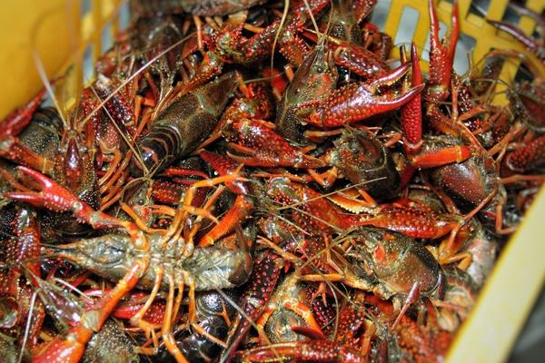 池塘小龍蝦養殖把好六關可以提高效益