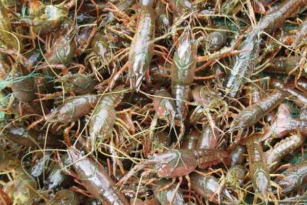 池塘小龍蝦養殖把好六關可以提高效益