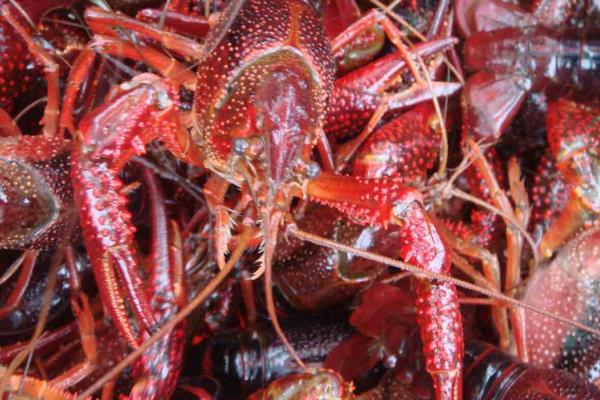 池塘小龍蝦養殖把好六關可以提高效益