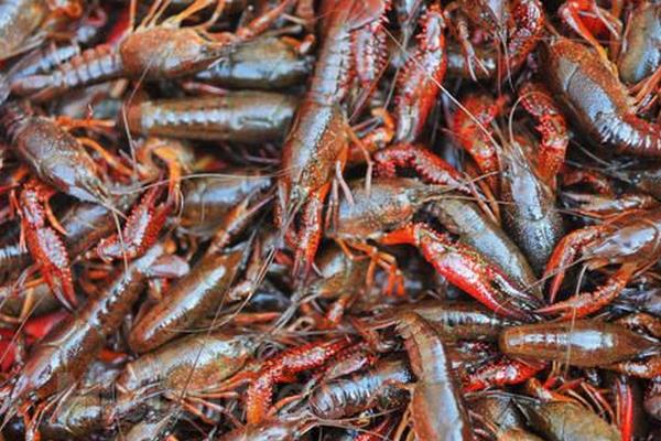 池塘小龍蝦養殖把好六關可以提高效益