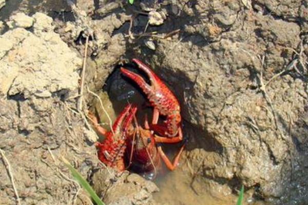 池塘小龍蝦養殖把好六關可以提高效益