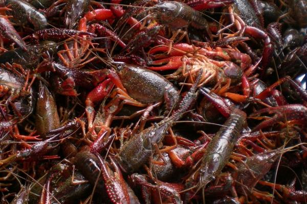 池塘小龍蝦養殖把好六關可以提高效益