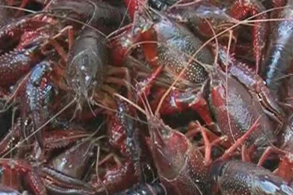 池塘小龍蝦養殖把好六關可以提高效益