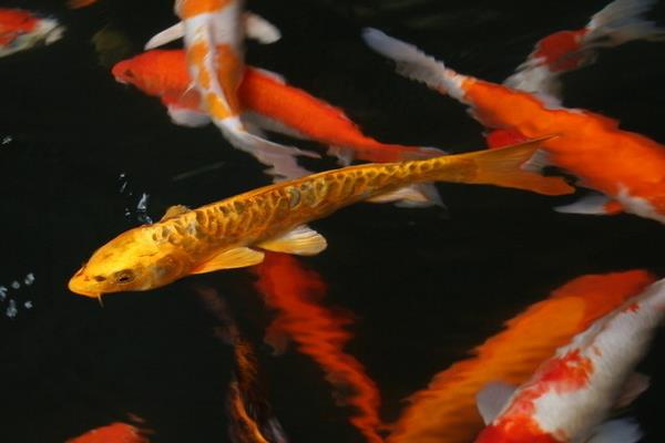 2015養錦鯉賺錢嗎？2015錦鯉養殖前景及市場價格分析