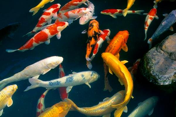 2015養錦鯉賺錢嗎？2015錦鯉養殖前景及市場價格分析