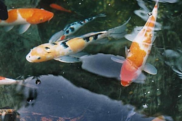 2015養錦鯉賺錢嗎？2015錦鯉養殖前景及市場價格分析