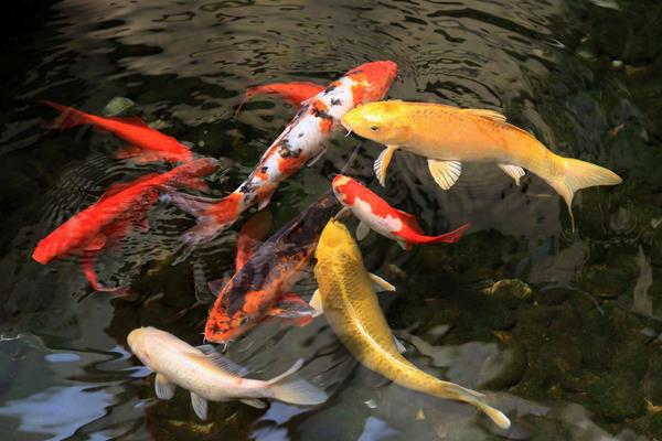 2015養錦鯉賺錢嗎？2015錦鯉養殖前景及市場價格分析