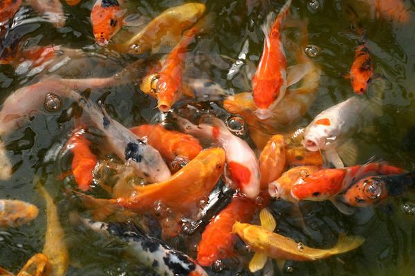 2015養錦鯉賺錢嗎？2015錦鯉養殖前景及市場價格分析