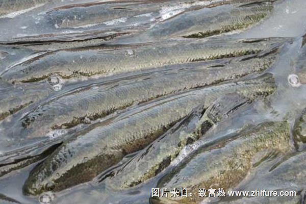 黑魚養殖過程中飼料投放及注意事項