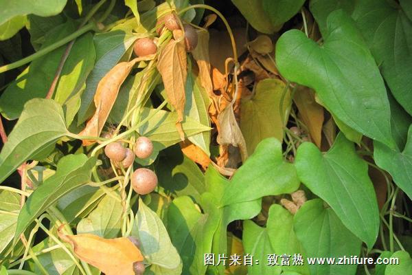 山藥豆種植技術大全