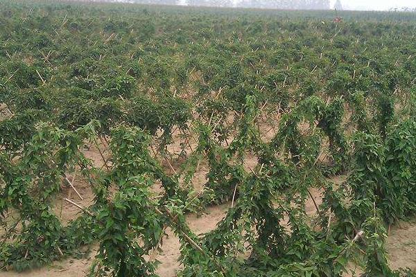 山藥豆種植技術大全