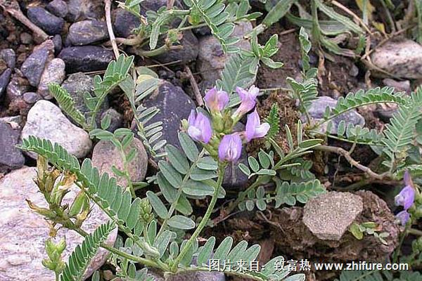 黃芪種子什么時候發芽出苗比較好?