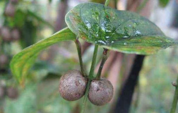 山藥豆種植技術大全