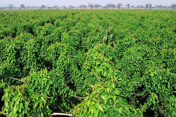 山藥豆種植技術大全