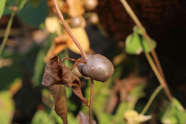 山藥豆種植技術大全