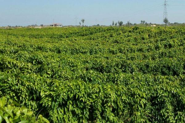 山藥豆種植技術大全