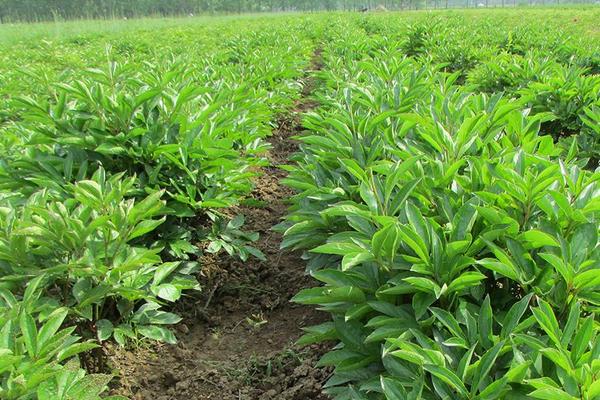 2018種白芍賺錢嗎？白芍種植的利潤與投資成本及前景預測