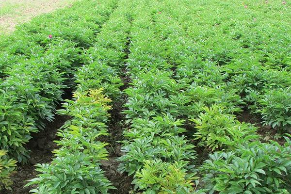 2018種白芍賺錢嗎？白芍種植的利潤與投資成本及前景預測