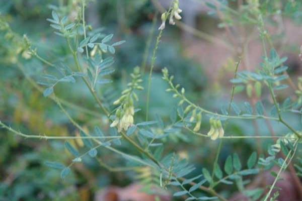 黃芪種子什么時候發(fā)芽出苗比較好？