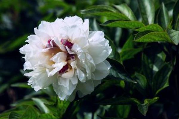 2018種白芍賺錢嗎？白芍種植的利潤與投資成本及前景預測