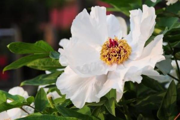 2018種白芍賺錢嗎？白芍種植的利潤與投資成本及前景預測