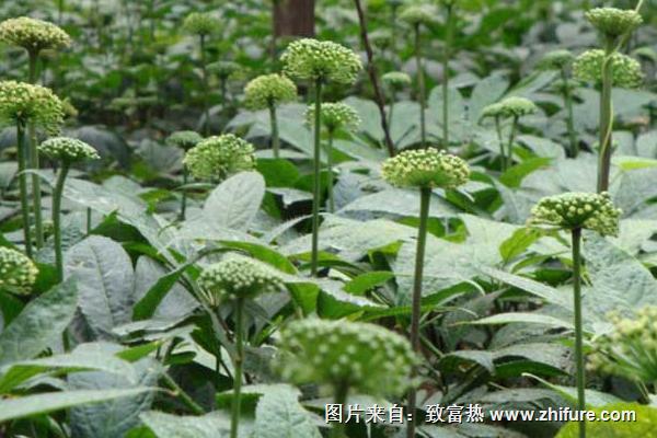 2018種三七賺錢嗎？三七種植的利潤與投資成本及前景預(yù)測(cè)