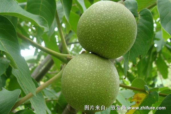 2018種核桃賺錢嗎？核桃種植的利潤與投資成本及前景預測