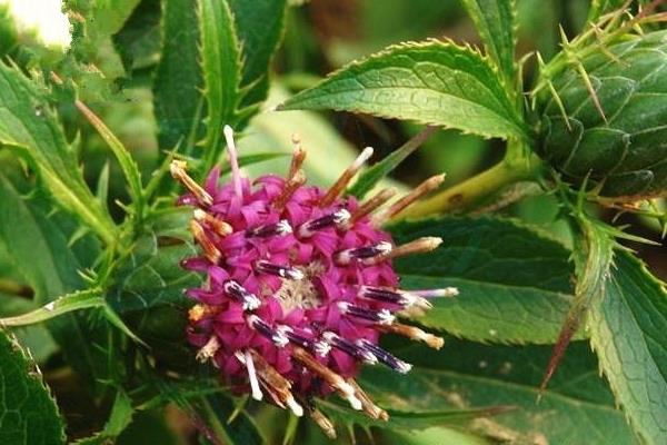 白術的用法和用量 炒白術的功效與作用