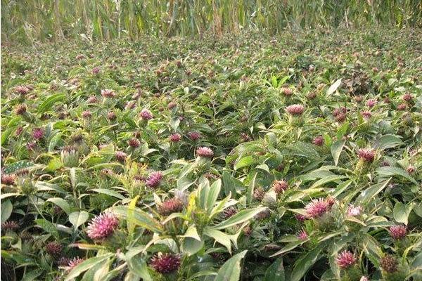 白術的用法和用量 炒白術的功效與作用