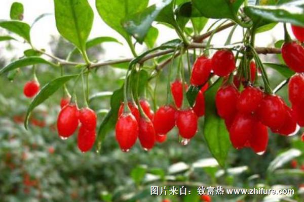 2018種枸杞賺錢嗎？枸杞種植的利潤與投資成本及前景預測