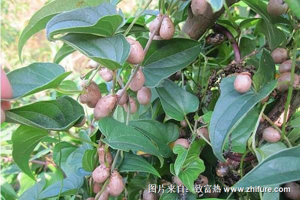 孕婦可以吃山藥豆子嗎