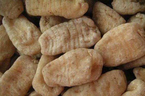 2018種天麻賺錢嗎?天麻種植的利潤與投資成本及前景預測