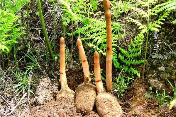 2018種天麻賺錢嗎?天麻種植的利潤與投資成本及前景預測