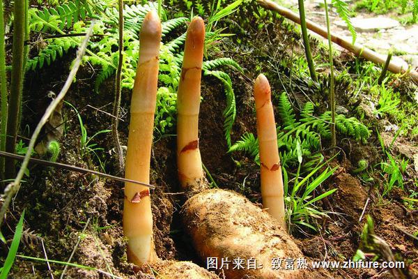 2018種天麻賺錢嗎？天麻種植的利潤與投資成本及前景預測