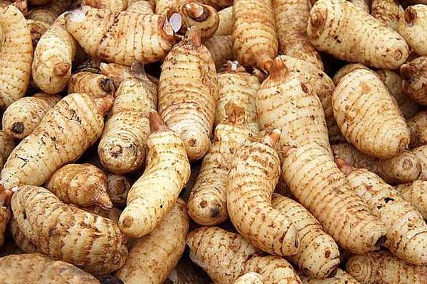 2018種天麻賺錢嗎?天麻種植的利潤與投資成本及前景預測