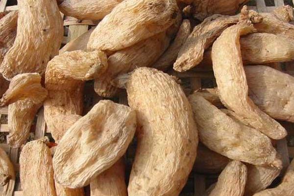 2018種天麻賺錢嗎?天麻種植的利潤與投資成本及前景預測