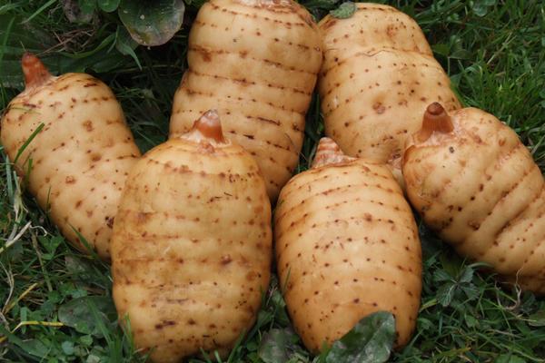 2018種天麻賺錢嗎?天麻種植的利潤與投資成本及前景預測