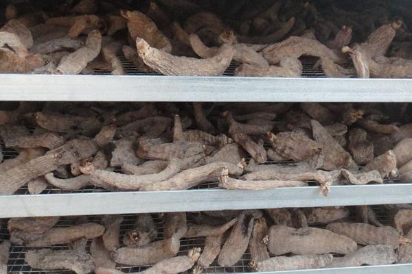 2018種天麻賺錢嗎?天麻種植的利潤與投資成本及前景預測