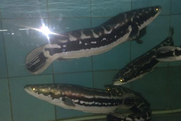 譚正才養(yǎng)殖黑魚也能致富