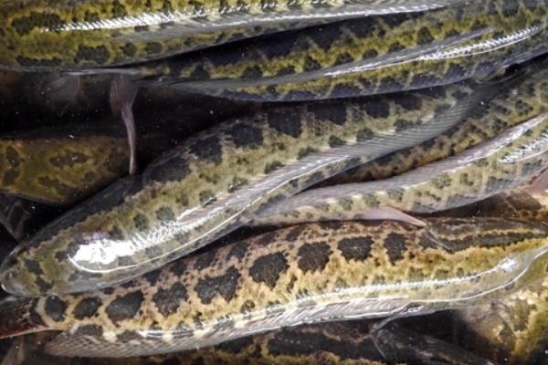 譚正才養(yǎng)殖黑魚也能致富