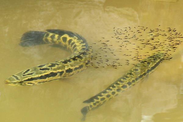 譚正才養(yǎng)殖黑魚也能致富