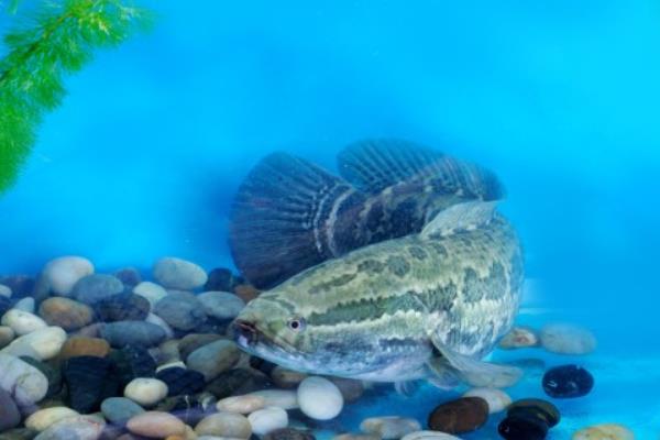 譚正才養(yǎng)殖黑魚也能致富