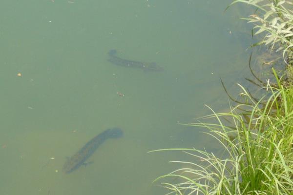 譚正才養(yǎng)殖黑魚也能致富