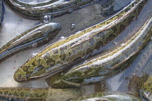 譚正才養(yǎng)殖黑魚也能致富