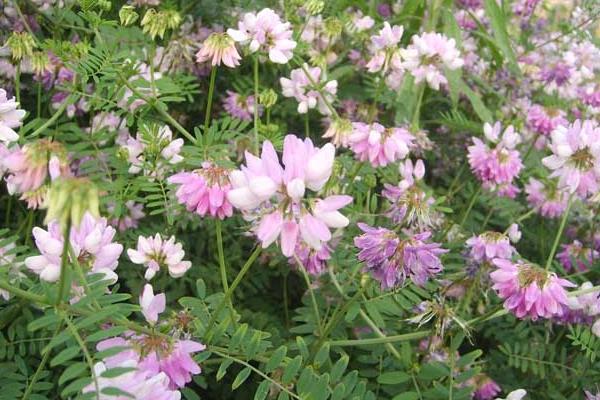 黃芪種子什么時候發(fā)芽出苗比較好？